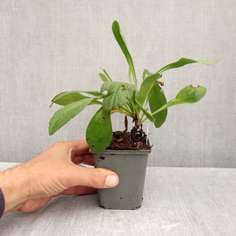 Ejemplar de Aster amellus Grunder Maceta de 8/9 cm entregado en otoño