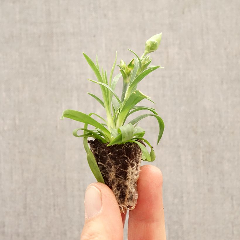 Dianthus Sunflor Evert - Clavel minicepellón: Ø 1,5/2,5 cm Ejemplar entregado en la primavera