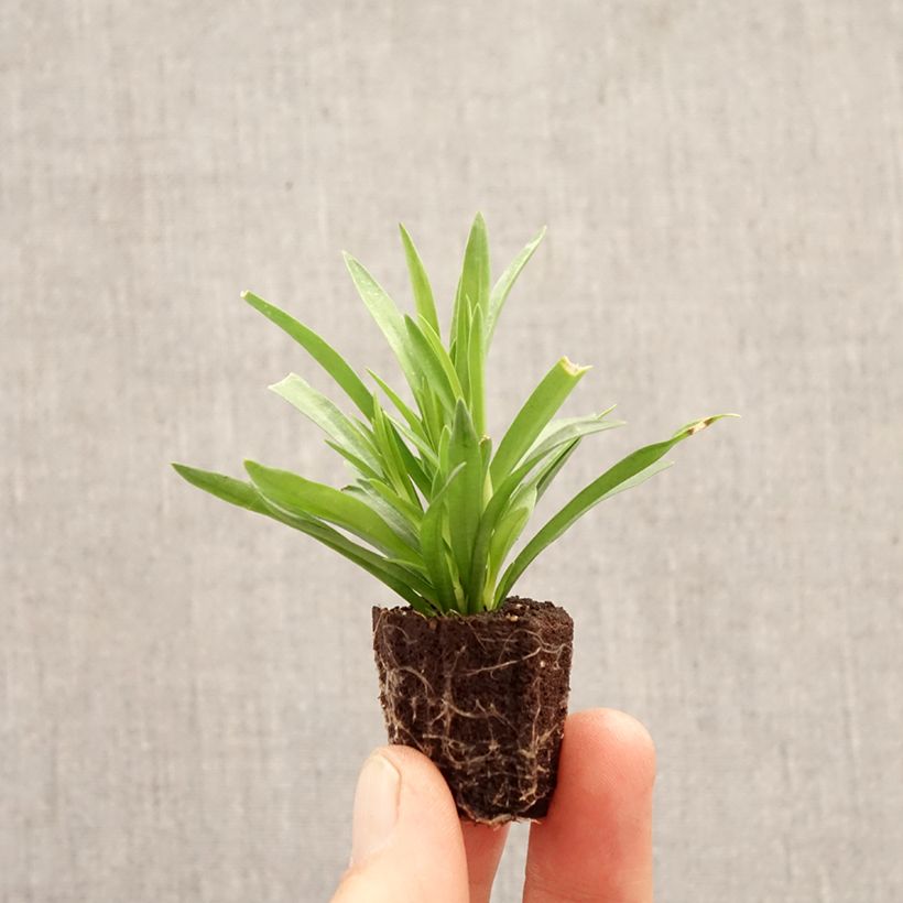 Clavel del poeta Sunflor Red Esta - Dianthus barbatus minicepellón: Ø 1,5/2,5 cm Ejemplar entregado en la primavera