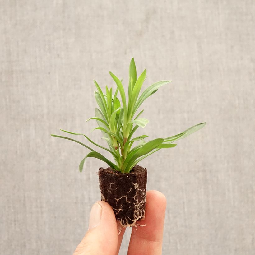 Dianthus Sunflor Sinclair - Clavel minicepellón: Ø 1,5/2,5 cm Ejemplar entregado en la primavera