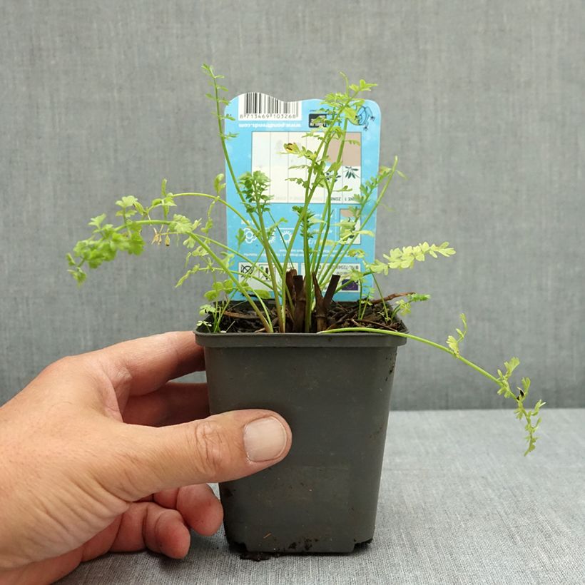 Ejemplar de Oenanthe aquatica - Felandrio acuático Maceta de 8/9 cm entregado en verano
