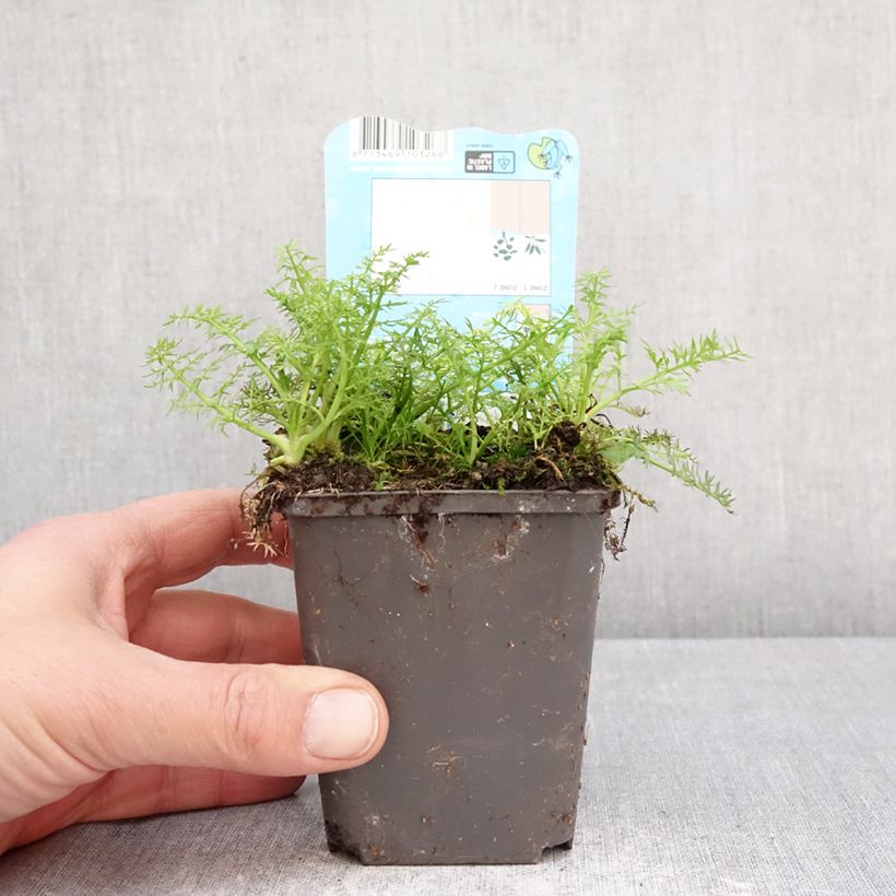 Oenanthe aquatica - Felandrio acuático Maceta de 8/9 cm Ejemplar entregado en la primavera