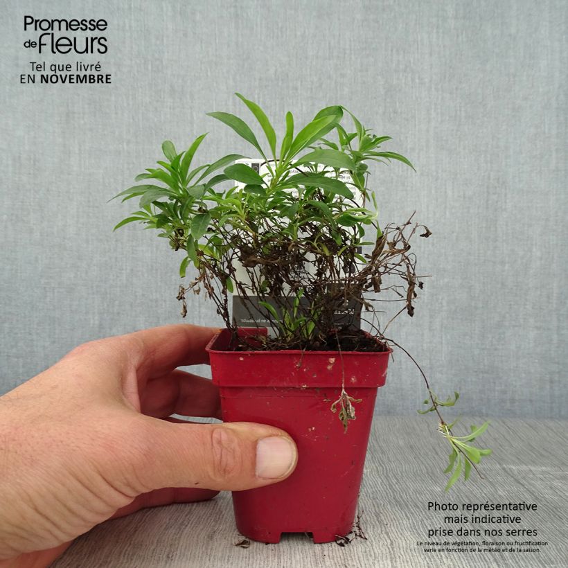 Ejemplar de Oenothera fruticosa African Sun - Onagra Maceta de 8/9 cm entregado en otoño