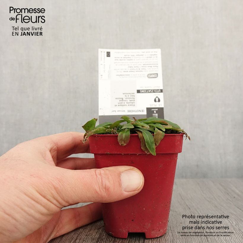 Oenothera fruticosa African Sun - Onagra Maceta de 8/9 cm Ejemplar entregado en invierno