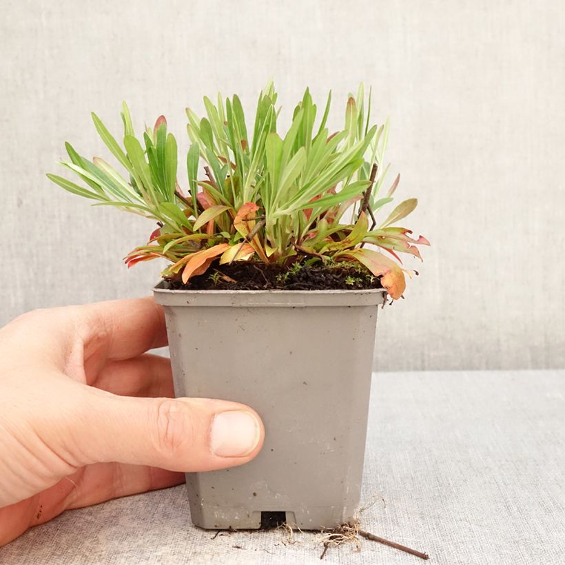 Oenothera fruticosa African Sun - Onagra Maceta de 8/9 cm Ejemplar entregado en la primavera