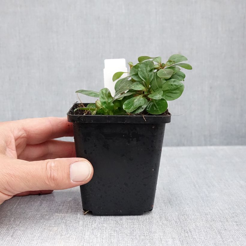 Ejemplar de Oenothera fruticosa Hohes Licht - Onagra Maceta de 8/9 cm entregado en otoño