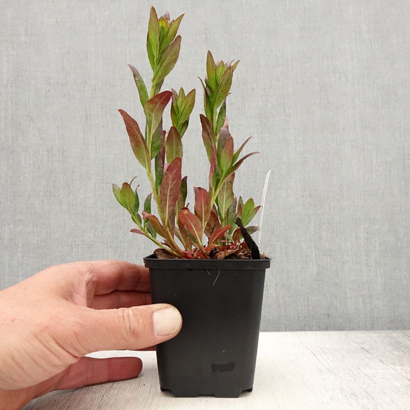 Oenothera fruticosa Hohes Licht - Onagra Maceta de 8/9 cm Ejemplar entregado en la primavera