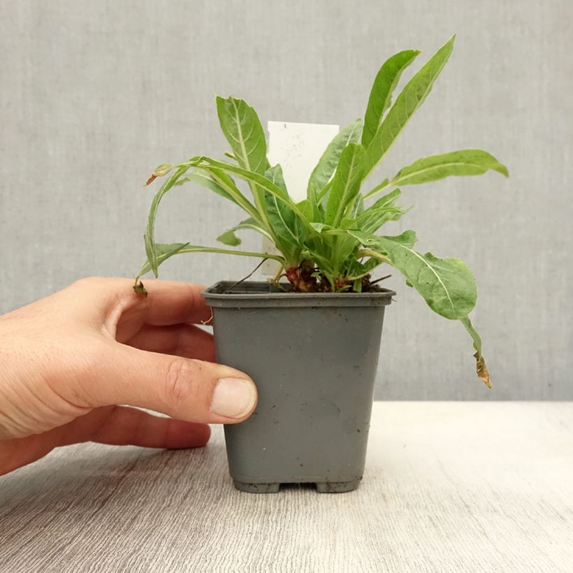 Ejemplar de Oenothera glazioviana - Onagra Maceta de 8/9 cm entregado en otoño