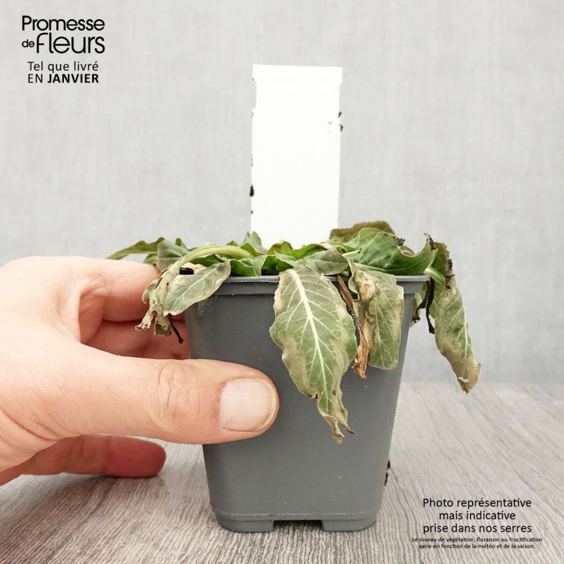 Oenothera glazioviana - Onagra Maceta de 8/9 cm Ejemplar entregado en invierno