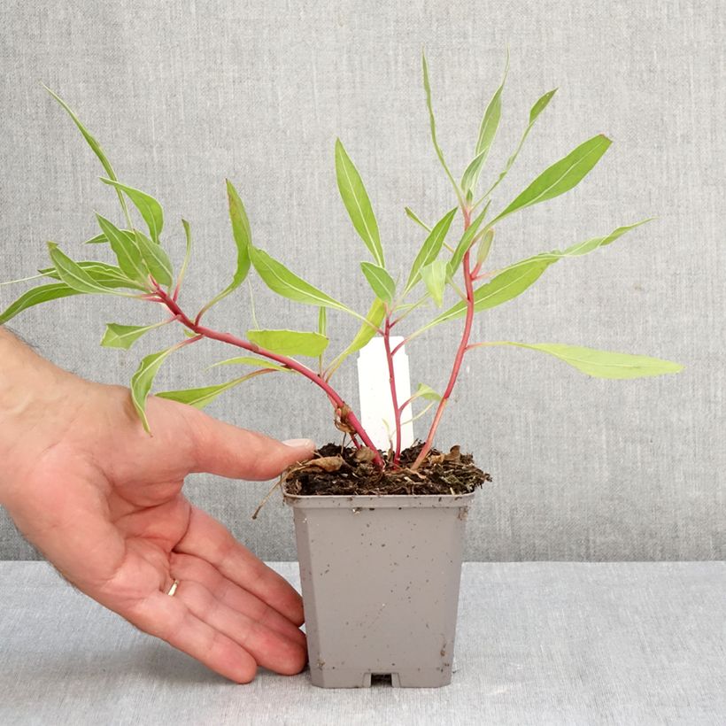 Ejemplar de Oenothera missouriensis - Onagra Maceta de 7/8 cm entregado en otoño