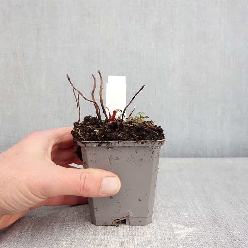 Oenothera missouriensis - Onagra Maceta de 7/8 cm Ejemplar entregado en invierno