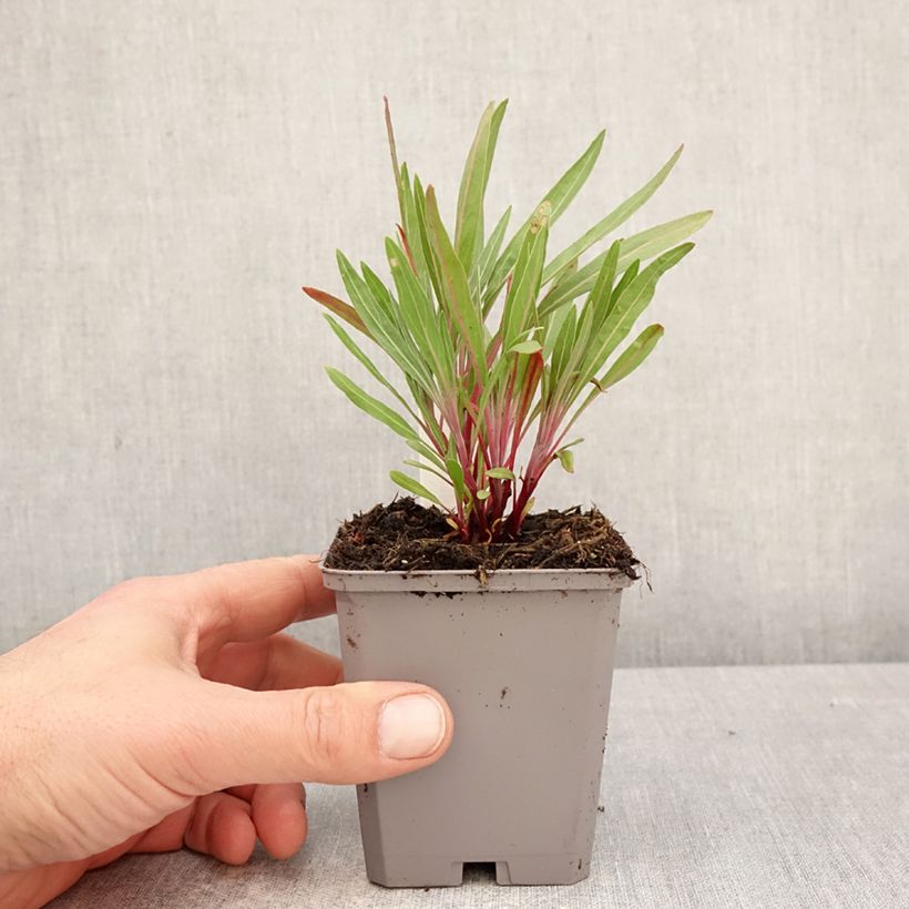 Oenothera missouriensis - Onagra Maceta de 7/8 cm Ejemplar entregado en la primavera