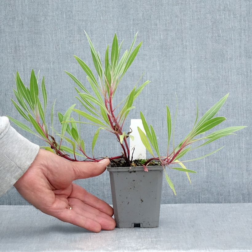 Ejemplar de Oenothera missouriensis - Onagra Maceta de 7/8 cm entregado en verano