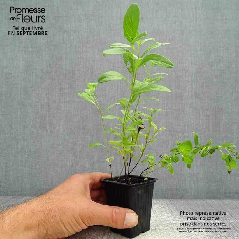 Ejemplar de Oenothera speciosa - Onagra Maceta de 7/8 cm entregado en otoño