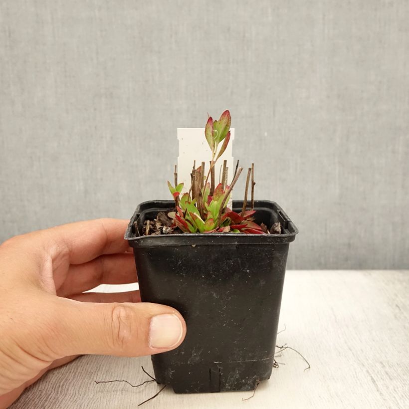 Ejemplar de Oenothera tetragona - Onagra Maceta de 8/9 cm entregado en verano