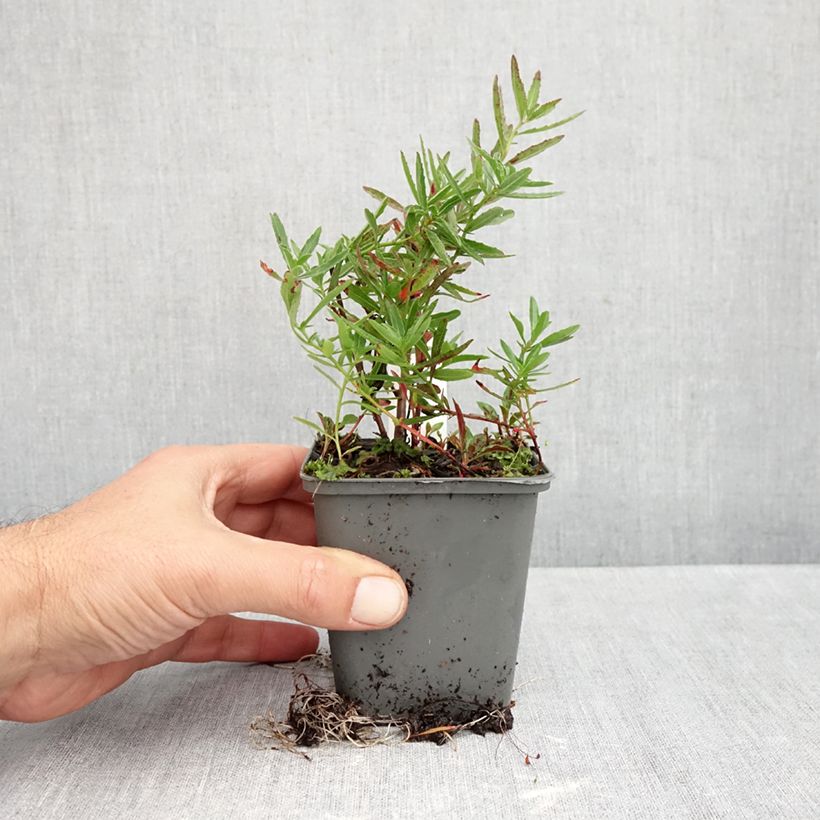Ejemplar de Oenothera speciosa Twilight - Onagra Maceta de 8/9 cm entregado en otoño