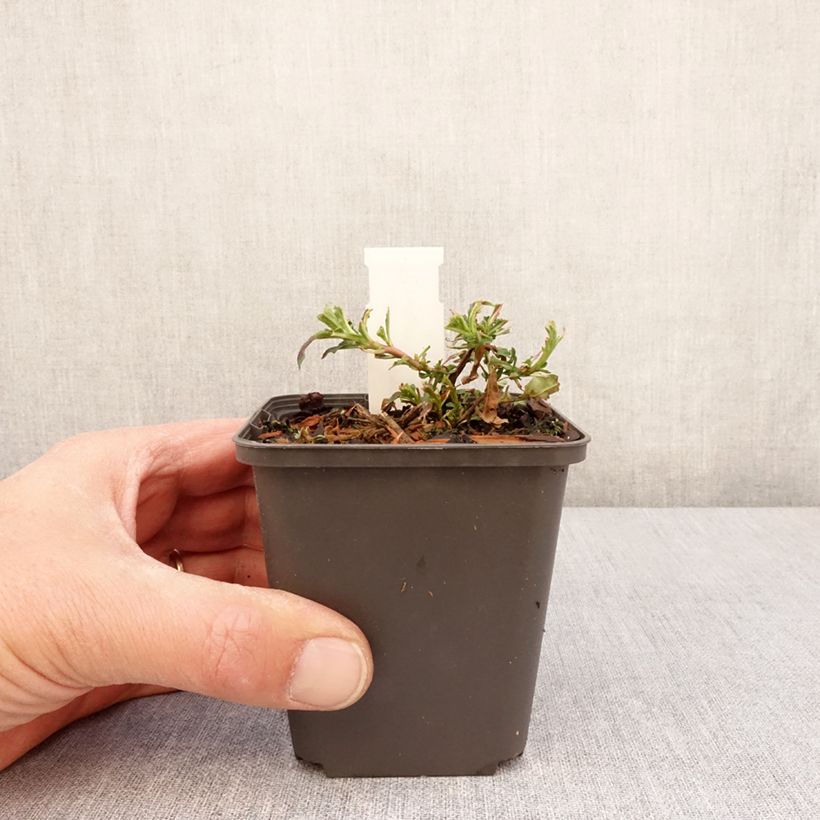 Oenothera speciosa Twilight - Onagra Maceta de 8/9 cm Ejemplar entregado en la primavera