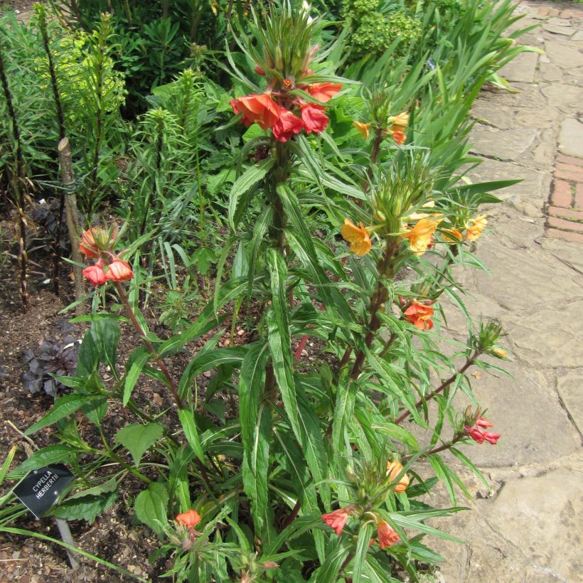 Oenothera versicolor - Onagra (Porte)