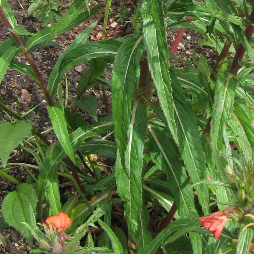 Oenothera versicolor - Onagra (Follaje)