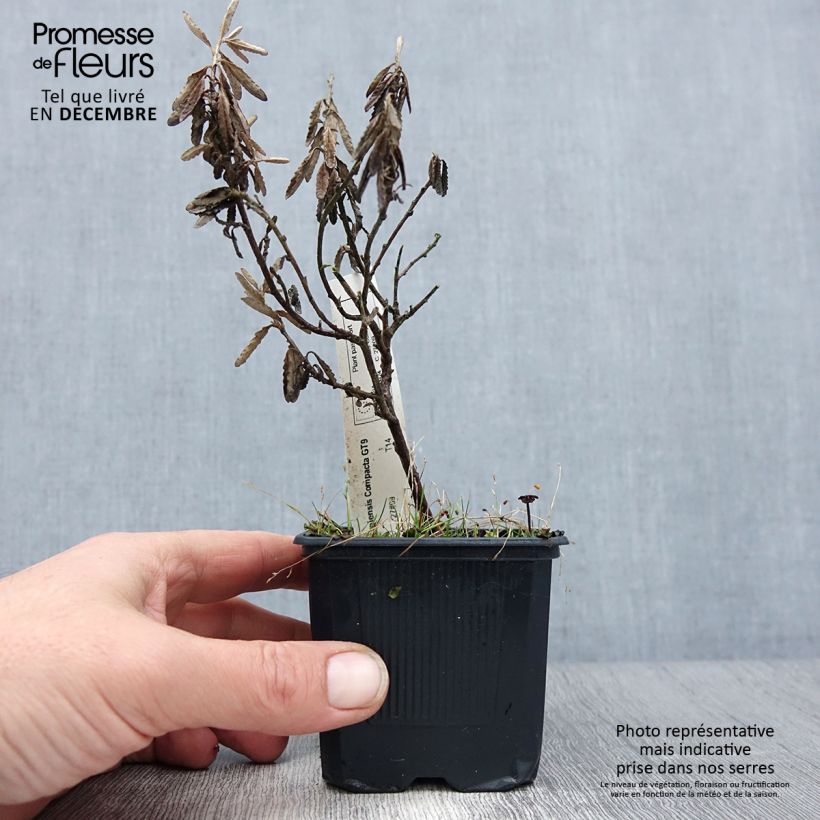 Olearia scilloniensis Compacta Maceta de 8/9 cm Ejemplar entregado en invierno