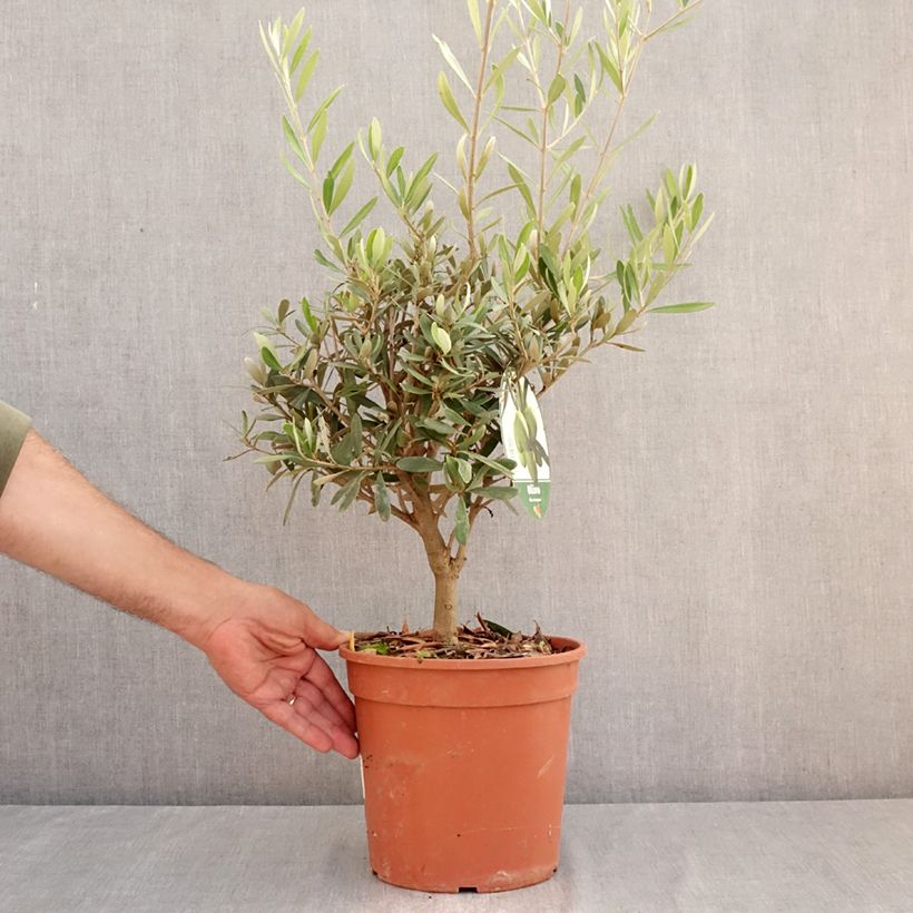 Ejemplar de Olivo - Olea europaea Maceta 2L/3L, Formación arbustiva entregado en verano