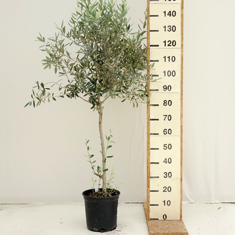 Ejemplar de Olivo - Olea europaea Maceta 7,5L/10L, Formación arbustiva entregado en verano