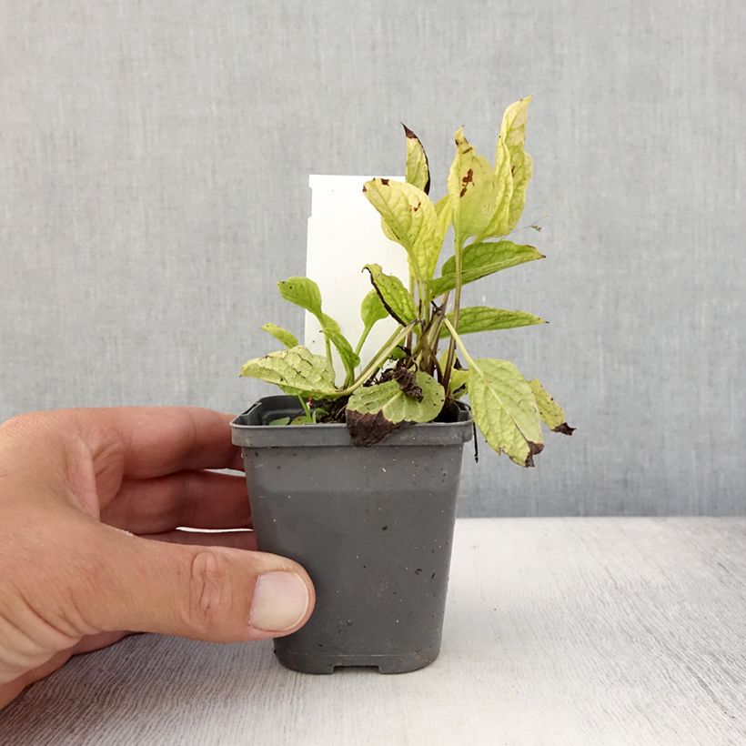 Ejemplar de Omphalodes verna Alba Maceta de 8/9 cm entregado en verano