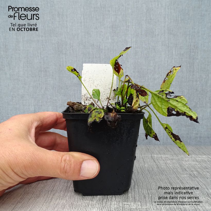 Ejemplar de Omphalodes verna Maceta de 8/9 cm entregado en otoño