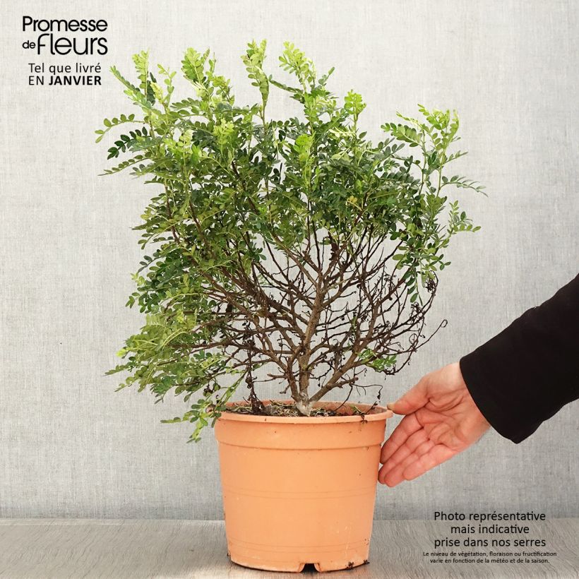 Operculicarya decaryi - Falso pimentero del Japón Maceta 7,5L/10L Ejemplar entregado en invierno