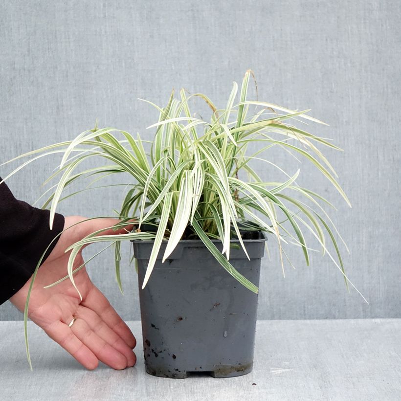 Ejemplar de Ophiopogon jaburan Albo Variegata Maceta 2L/3L entregado en otoño
