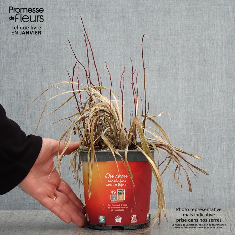 Ophiopogon jaburan Albo Variegata Maceta 2L/3L Ejemplar entregado en invierno