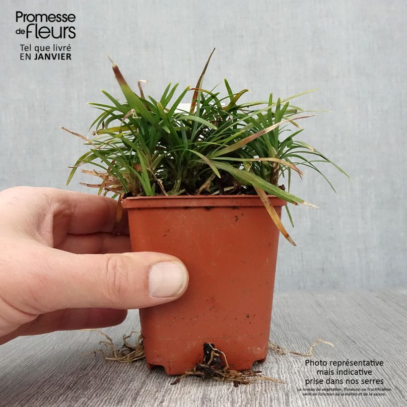 Ophiopogon japonicus Minor - Convalaria Maceta de 8/9 cm Ejemplar entregado en invierno