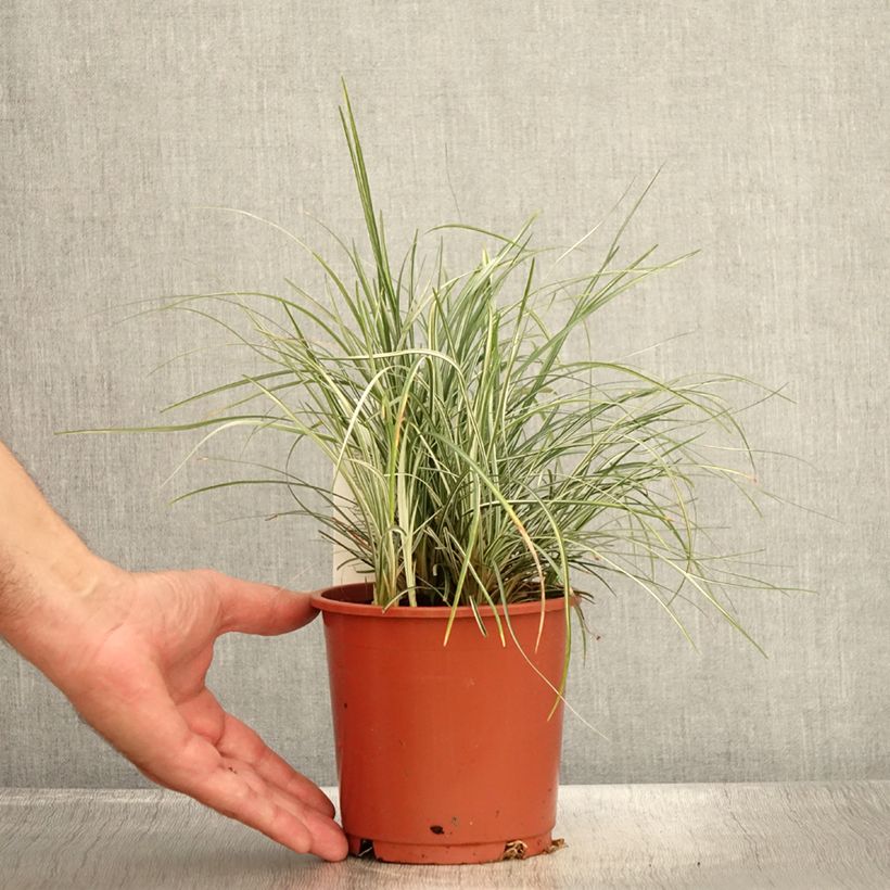 Ejemplar de Ophiopogon japonicus Silver Mist - Convalaria Maceta 1L/1,5L entregado en verano