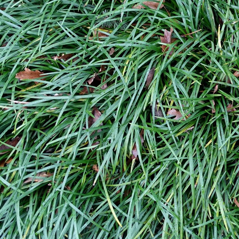Ophiopogon planiscapus (Follaje)