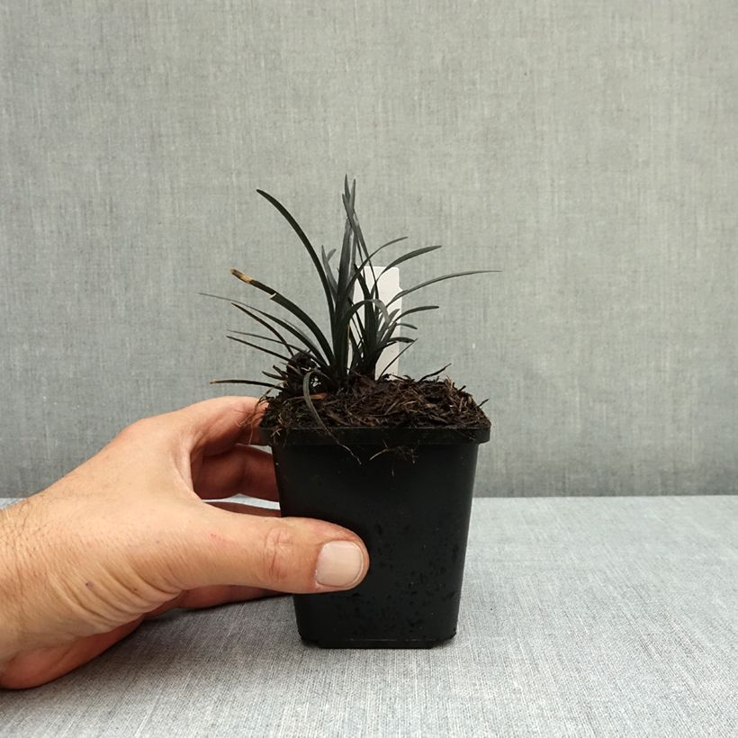 Ejemplar de Ophiopogon planiscapus Black Dragon Maceta de 8/9 cm entregado en otoño