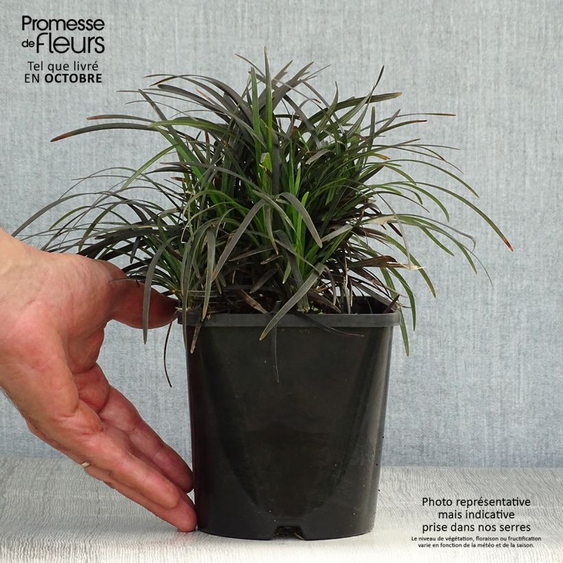 Ejemplar de Ophiopogon planiscapus Black Dragon Maceta 1L/1,5L entregado en otoño