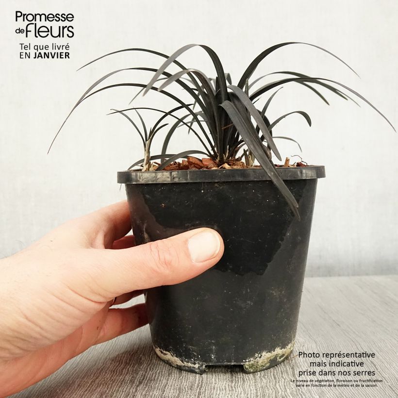 Ophiopogon planiscapus Black Dragon Maceta 1L/1,5L Ejemplar entregado en invierno