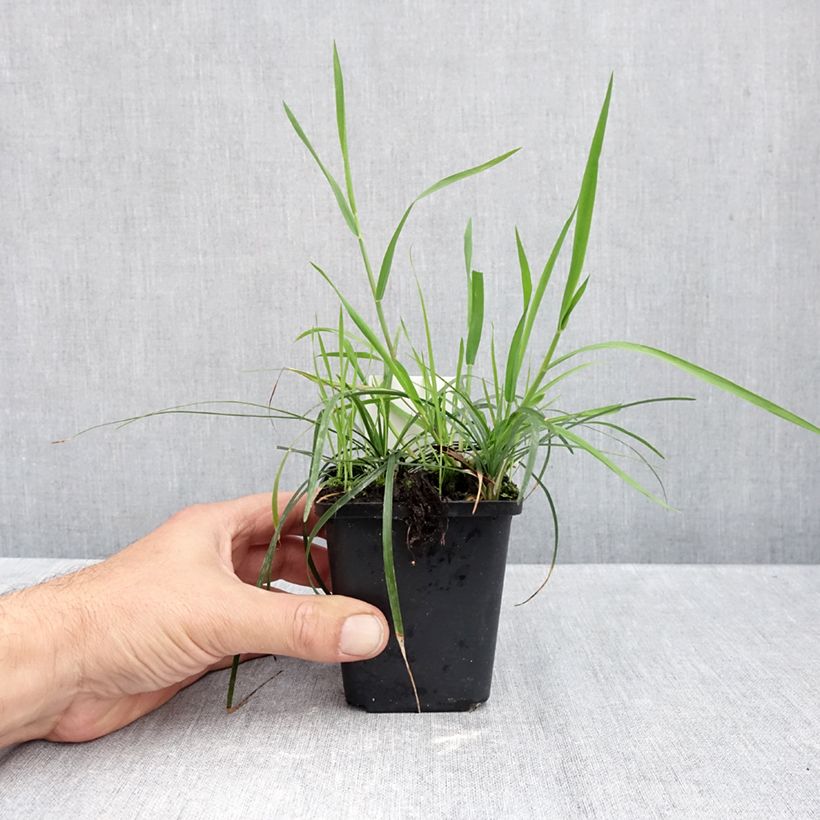 Ejemplar de Ophiopogon planiscapus Maceta de 8/9 cm entregado en otoño