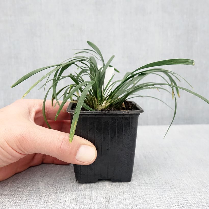 Ophiopogon planiscapus Olivaceus Maceta de 8/9 cm Ejemplar entregado en la primavera