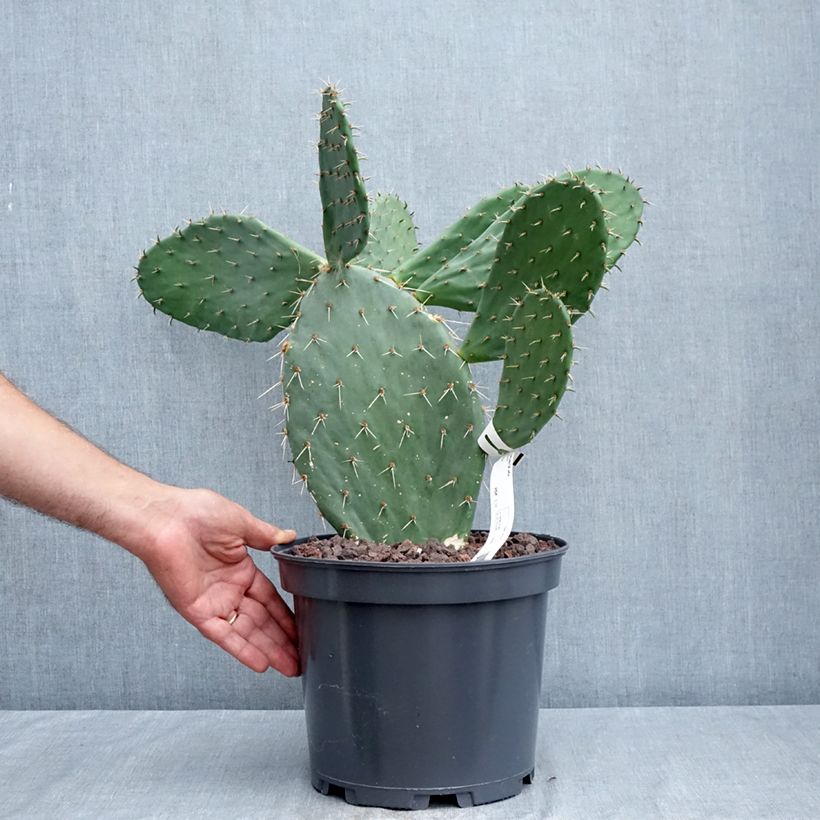 Ejemplar de Opuntia engelmannii var. alta Maceta 4L/5L entregado en verano