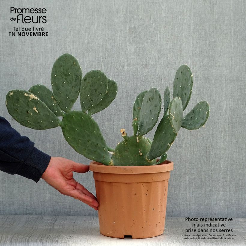 Ejemplar de Opuntia cacanapa Ellisiana Maceta 4L/5L entregado en otoño
