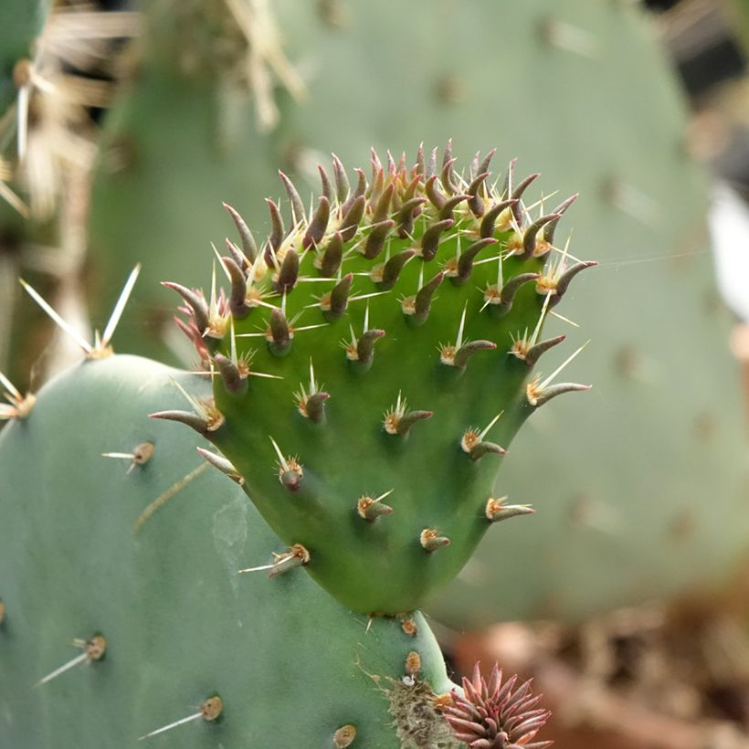 Opuntia discata (Follaje)