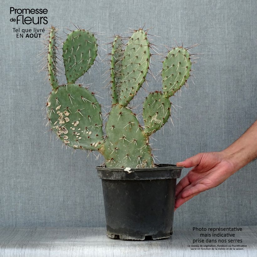 Ejemplar de Opuntia dulcis Maceta 4L/5L entregado en verano