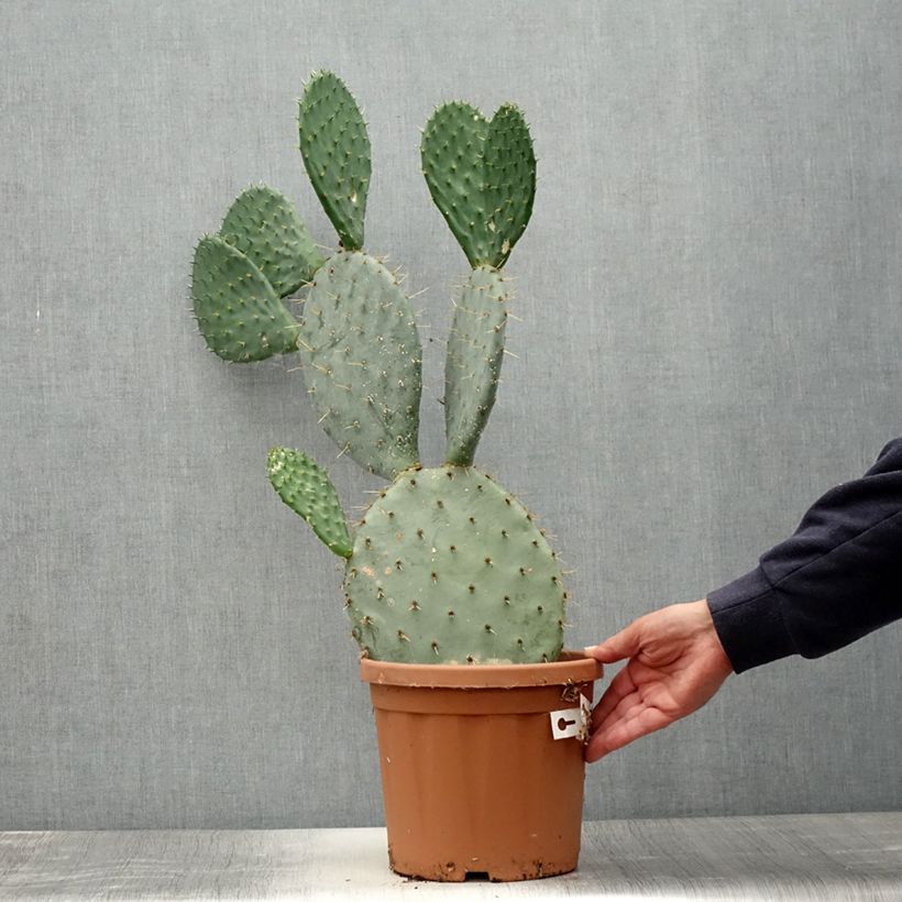 Ejemplar de Opuntia engelmannii Maceta 4L/5L entregado en verano