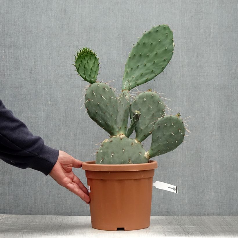 Ejemplar de Opuntia gregoriana Maceta 4L/5L entregado en verano