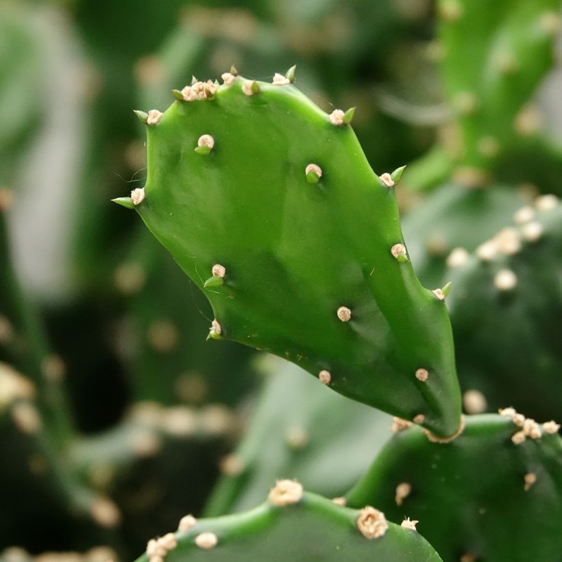 Opuntia jamaicensis (Follaje)