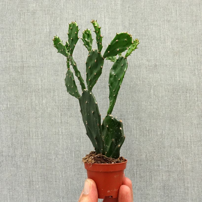 Opuntia jamaicensis miniplanta Ejemplar entregado en la primavera
