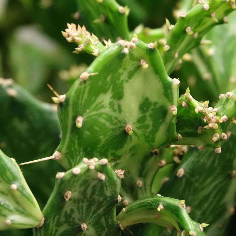 Opuntia jamaicensis Ghost (Follaje)
