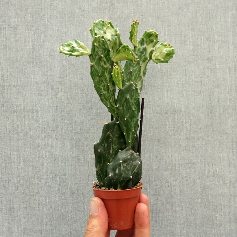 Opuntia jamaicensis Ghost miniplanta Ejemplar entregado en la primavera