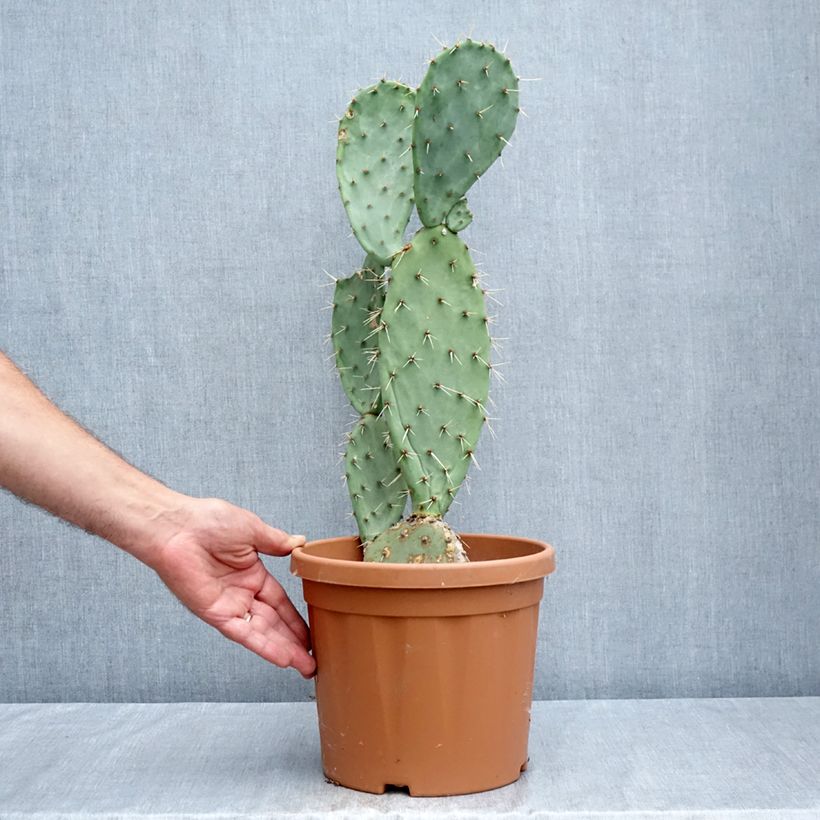 Ejemplar de Opuntia laevis Maceta 4L/5L entregado en verano